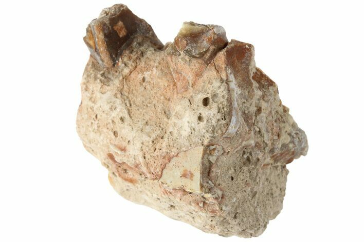 Oreodont (Merycoidodon) Jaw Section - South Dakota #184259